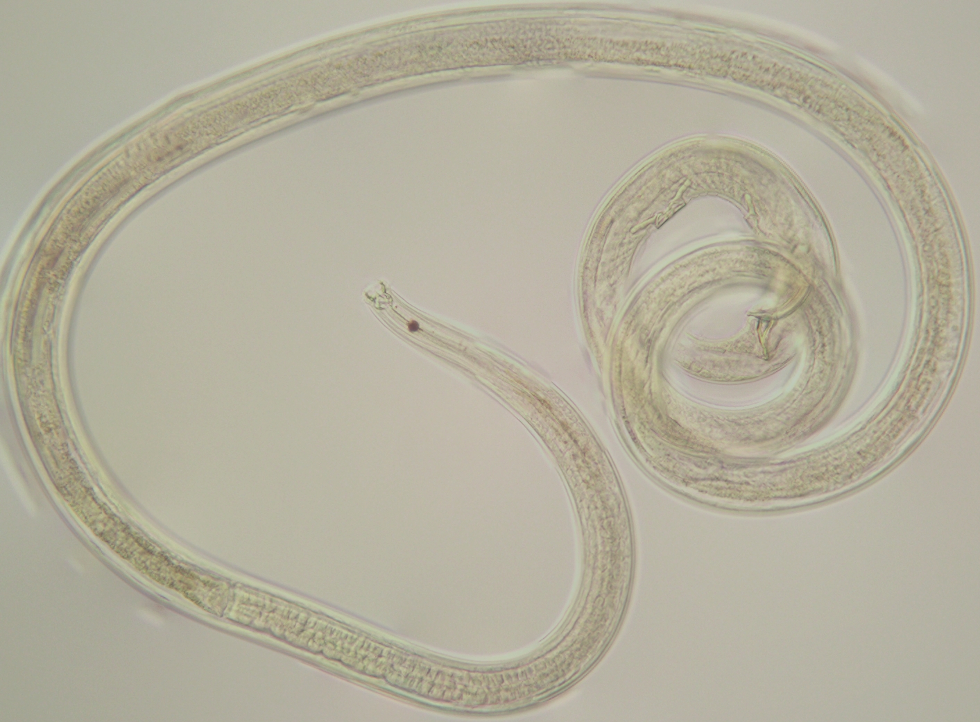 Представитель Семейства Eurystominidae